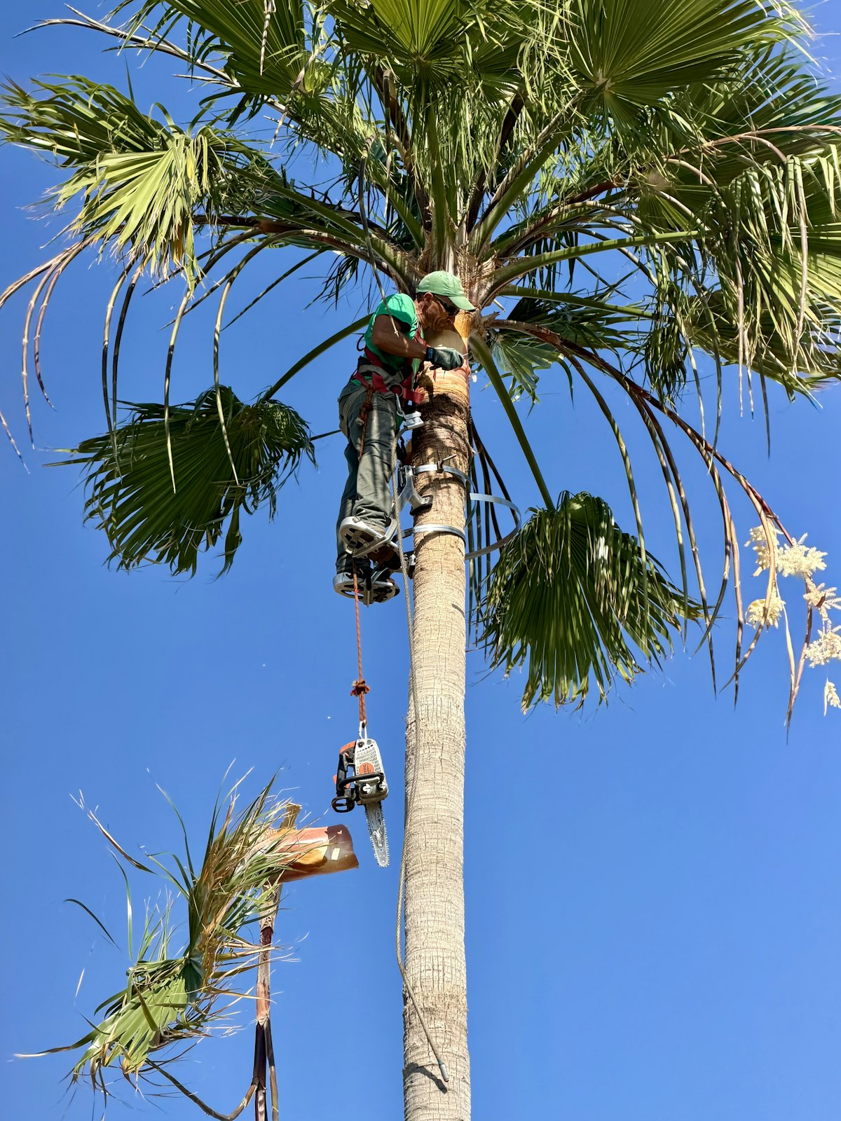 A palm being trimmed